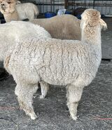 alpaca for sale