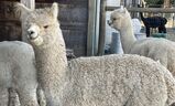 alpaca for sale