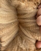 alpaca for sale