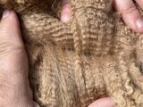 alpaca for sale