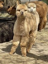 alpaca for sale
