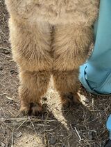 alpaca for sale
