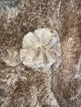 alpaca for sale