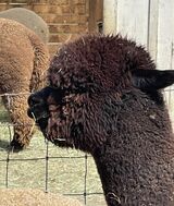 alpaca for sale