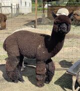 alpaca for sale