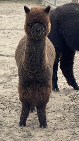 alpaca for sale