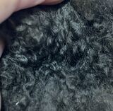 alpaca for sale