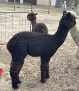 alpaca for sale