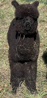 alpaca for sale