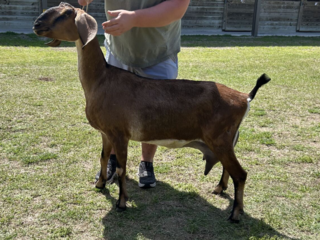 Photo of CH (PENDING) BLISSBERRY FOREVER A LADY