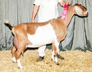 Photo of *CH Fischer FF Lady Camelia