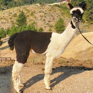 Photo of ZORRO CABALLERO OF SWEETVALLEY