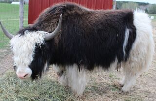 Photo of KIWI SIr Percival
