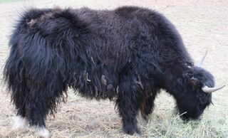 Photo of KIWI Regina  