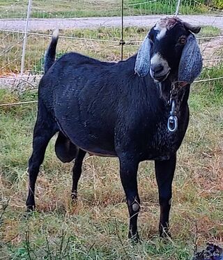 Photo of Fruitful-Acres Peck