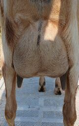Dam's FF udder