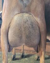 Dam's FF udder