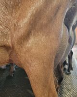 Dam's FF udder