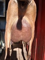 Dam's FF udder