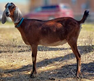 Photo of Runamuk Ranches Andy's Red