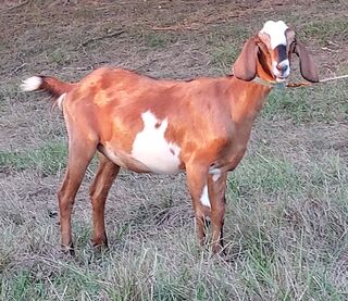 Photo of Runamuk Ranches Everlovin's 1