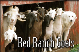 Red Ranch Goats