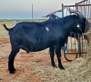 Photo of DHS Black Jack