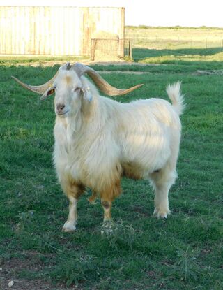 Photo of SLS Rizzo's Kiko Kidd