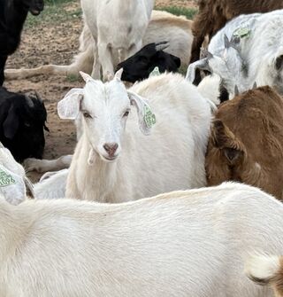 Photo of SFTX Moonstone