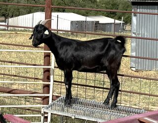 Photo of SFTX Selma