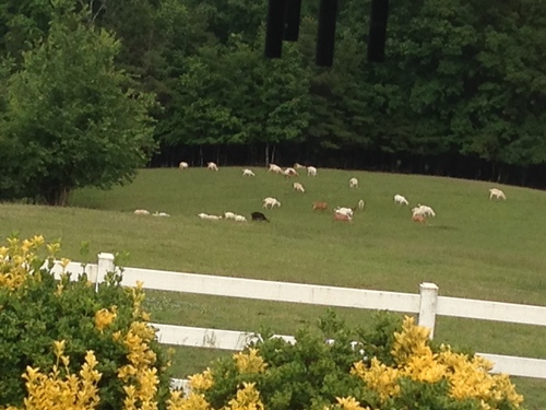 Cedar Mountain Farm
