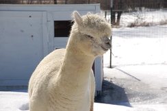 Photo of AHRF Peruvian Whitlock