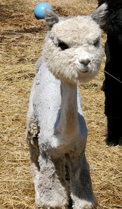 Photo of ZB FARMS Lucky LuLu