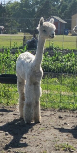 Photo of ZB Farms Amelia's Vega by Sopris