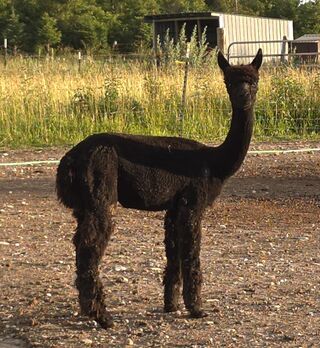 Photo of ZB Farms Miss Spellman