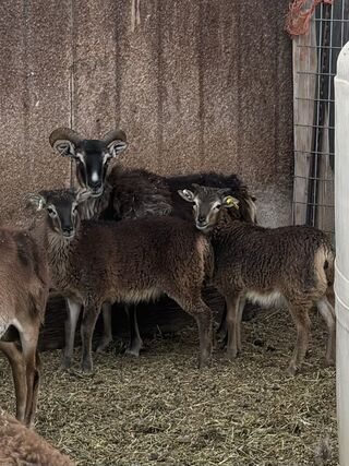 Photo of Soay ewe lambs