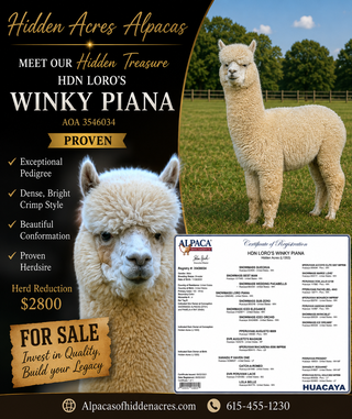 Photo of HDN Loro’s Winky Piana