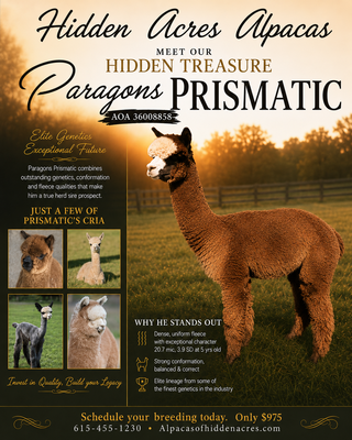 Photo of Paragons Prismatic