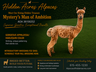Photo of Mystery’s Man of Ambition