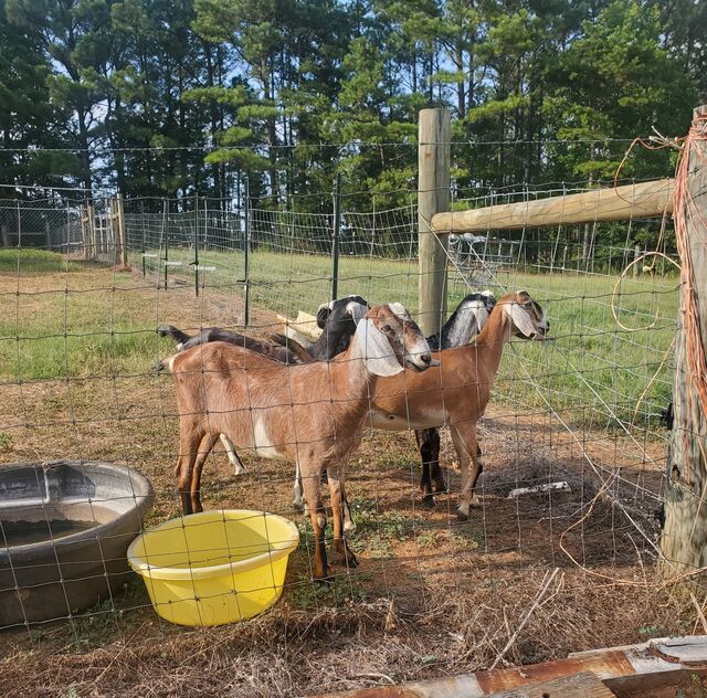 Buena Vista Farm, LLC & Farmhouse Flower Shop
