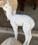 Charm-as a cria