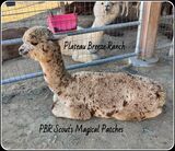 2025 Offspring- PBR Scout's Magical Patches