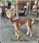 PBR Scout's Magical Rainbow-5 mo