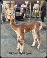 PBR Scout's Magical Rainbow -5 mo