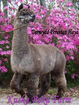 Patenal Great Great Great Grandsire-Derwydd Peruvian Haya
