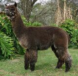 Maternal Great Great Grandsire-Mooseridge Absolut Straight Up