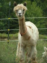 Maternal Great Great Great Great Granddam-Zenith's Cheetah