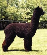 Maternal Great Great Great Great Grandsire-Sa Peruvian Black Epic