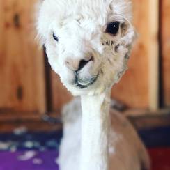 Photo of Olde Lyfe's Chantillie