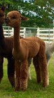 alpaca for sale